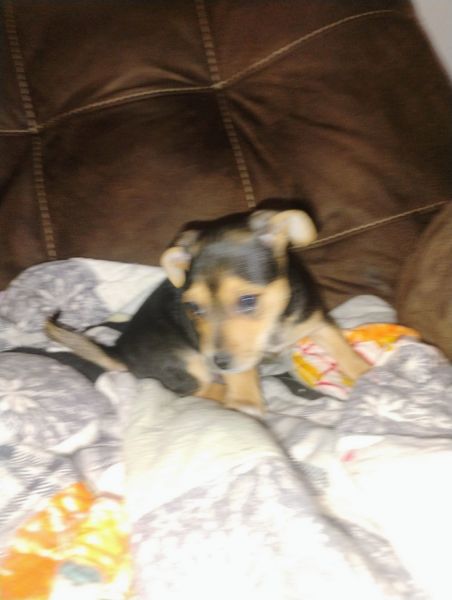 Chihuahua Mix Puppies