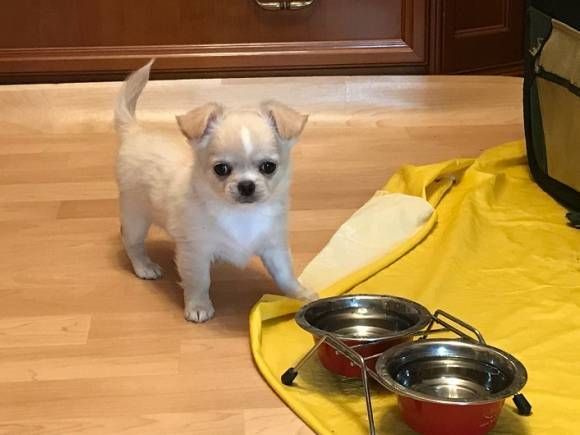 MINI Chihuahua Puppies