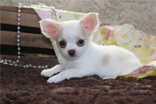 Chihuahua Puppis