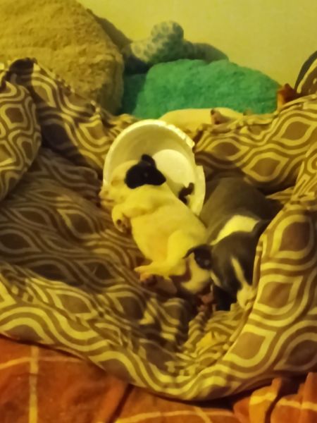 FULL BLOODED CHIHUAHUA PUPPIES