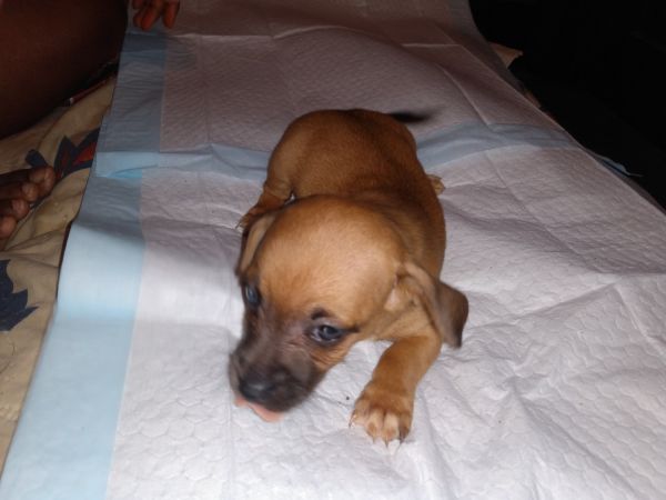 Severiano Chihuahua poodle mix