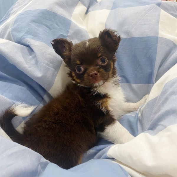 🌟 Adorable Purebred Chihuahua Puppies for Sale! 🌟