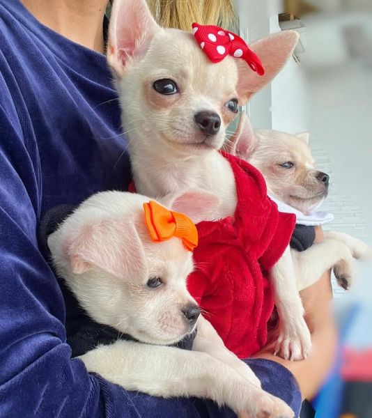 This is the true definition of 'three is never enough'!