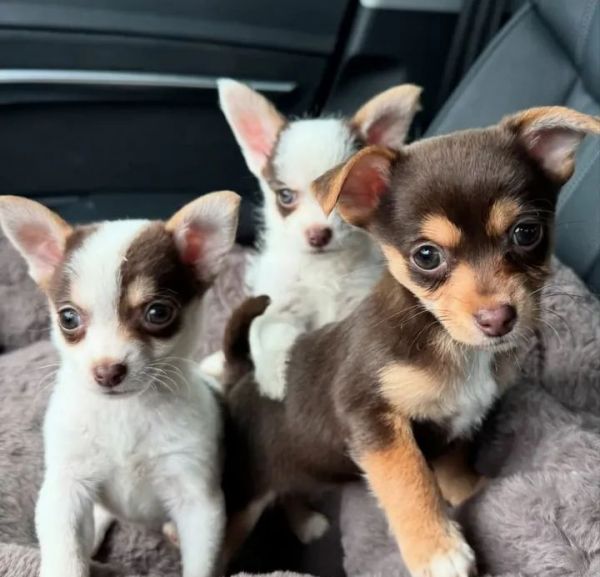 Rockums, Sockums, and Thiccums were found abandoned