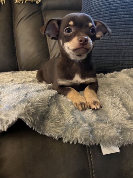Male Chihuahua Puppy