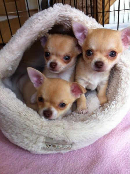 Beautiful Chihuahua Puppies