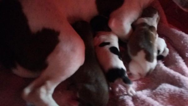 Beautiful chihuahua puppies