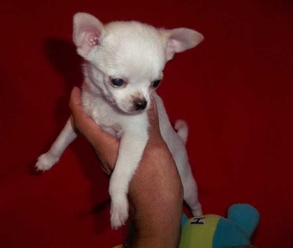 Cute Chihuahua Puppies for sale