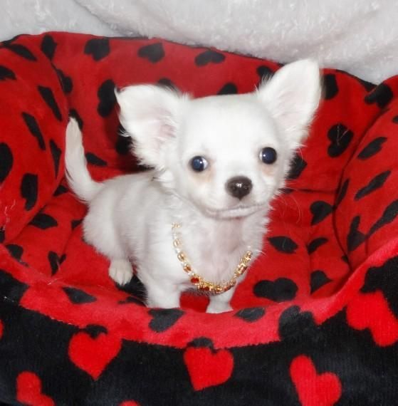 stunning Chihuahua Puppies available