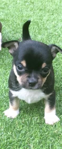 Kc Smooth Coat Chihuahuas