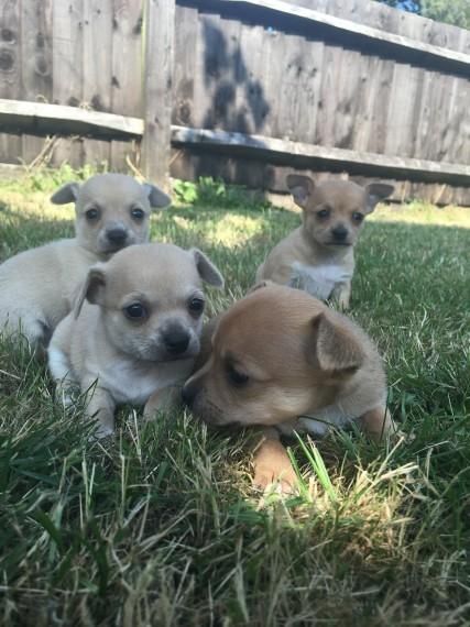 Chihuahua Puppies For Sale