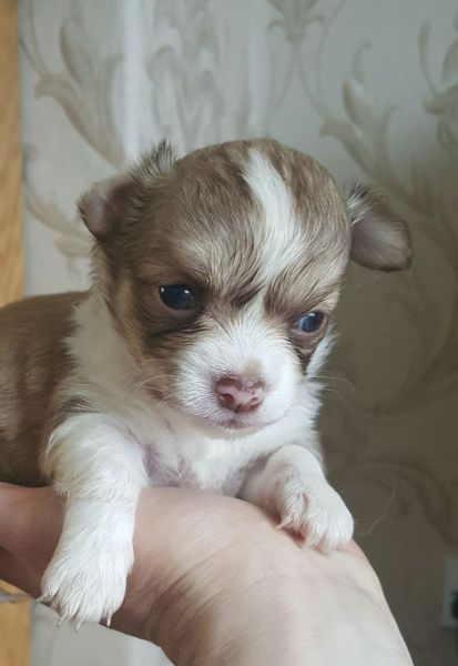 Ready To Leave* Stunning Kc Long Haired Chi