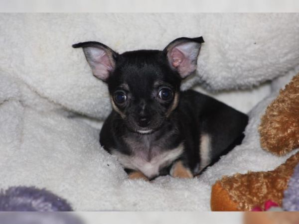 MEET NELLY - Female Chihuahua Puppy