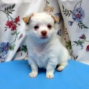 Chihuahua Puppies for sale