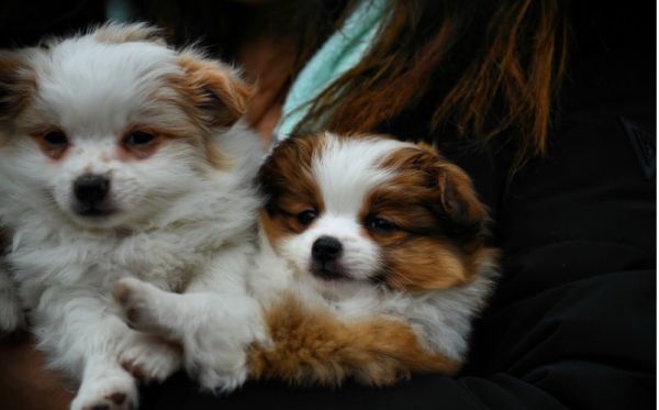 lovely pomeranian chichuahua available.text directly via(***) ***-***8