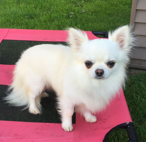 Stunning Chihuahua Puppies