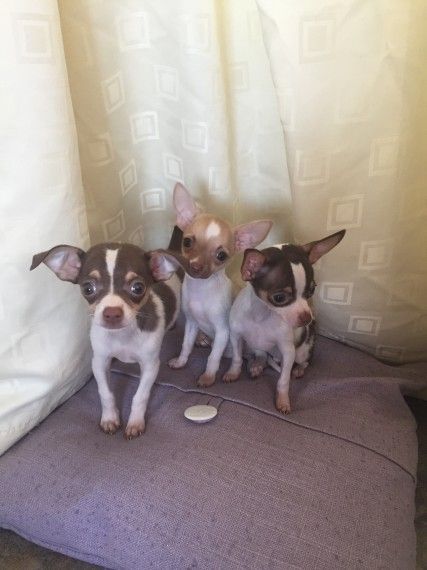 Teacup Chihuahua Puppies