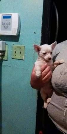 All white coat Male chihuahua
