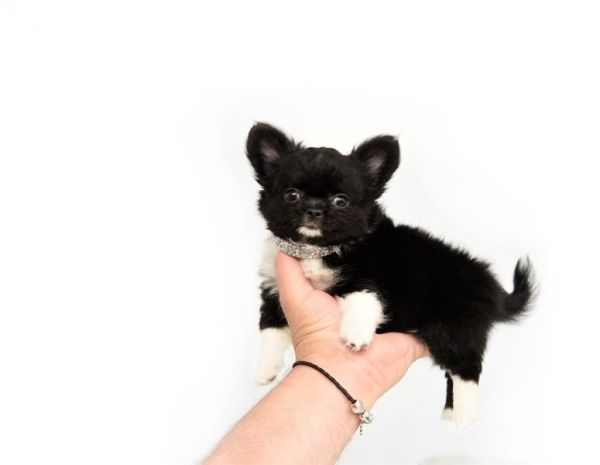 Charming Teacup Chihuahua Puppies Available (***) ***-***0