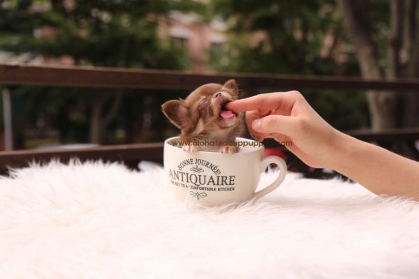 Teacup Chihuahua - Woody *Sales Promotion*
