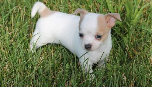 Caring Chihuahua puppies now ready.