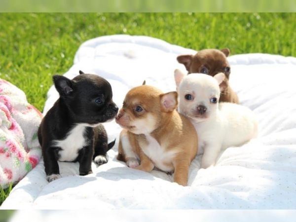 Gorgeous Chihuahua Babies - exotic colors