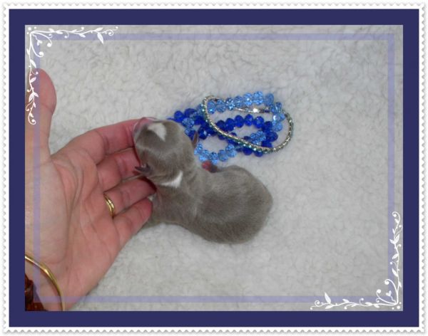 Chihuahua pappy lavender male