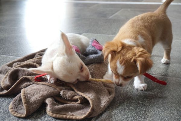 Chihuahua Puppies male and female for sale