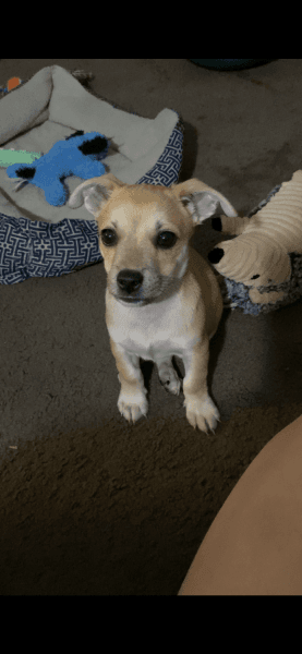 2 month old male Chihuahua mix puppy
