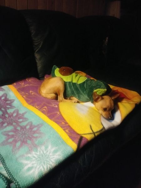 8-9 month old chihuahua