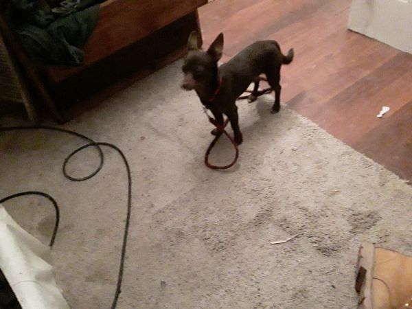 Good companion friendly