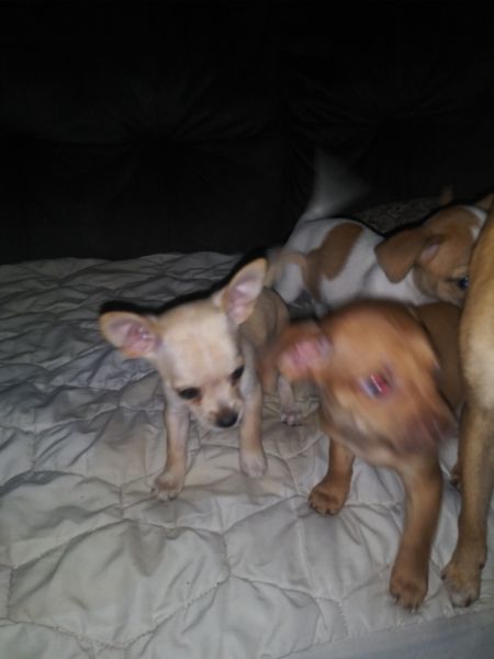 Chihuahua pups ready for Christmas homes