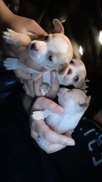 7 puppies in total