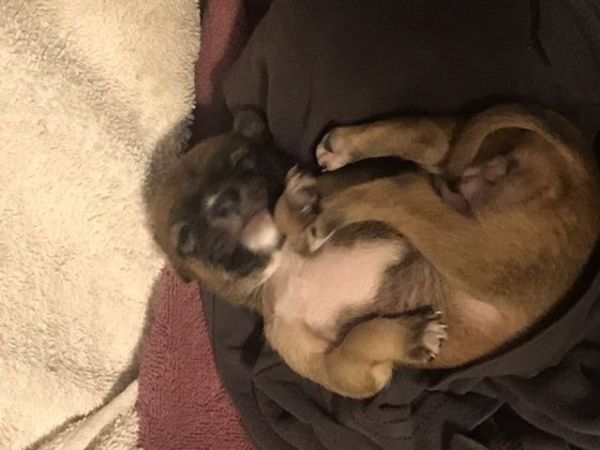 Female Chihuahua puppy