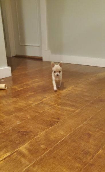 Male long hair chihuahua pup