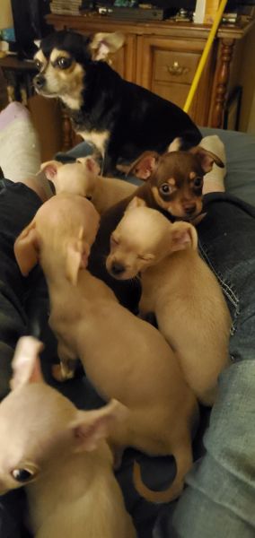 Chihuaha puppys for rehominh