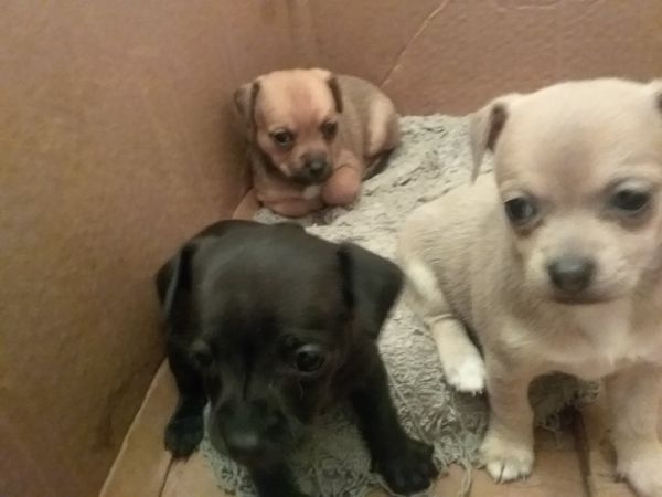 Chihuahua toy terrier mix