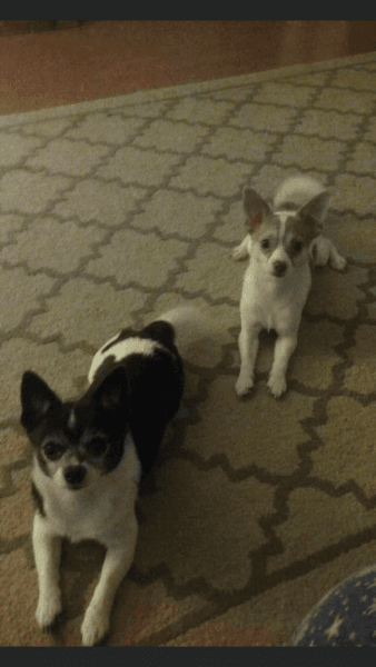 2 chihuahua dogs need home