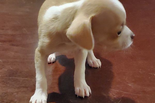 Adorable Purebred Deer Head Chihuahua Puppy