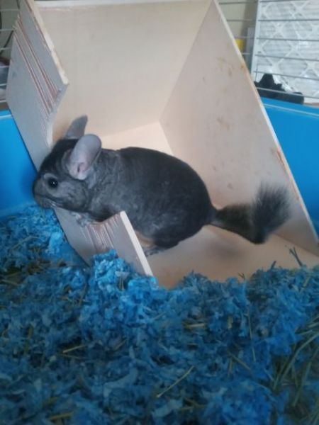 One year old chincilla