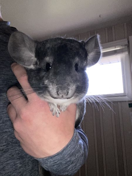 Male chinchilla “flash”