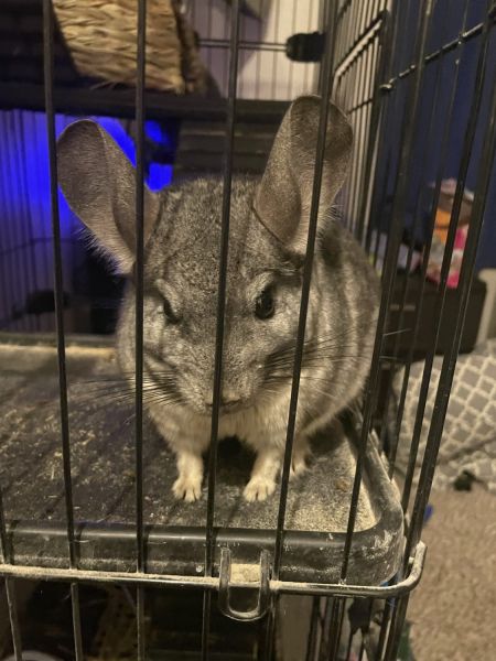 Chinchilla
