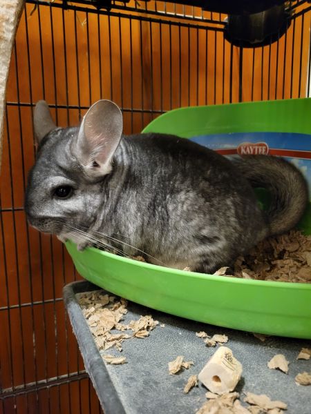 Looking for forever home