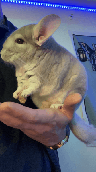 Gizmo, the Chinchilla