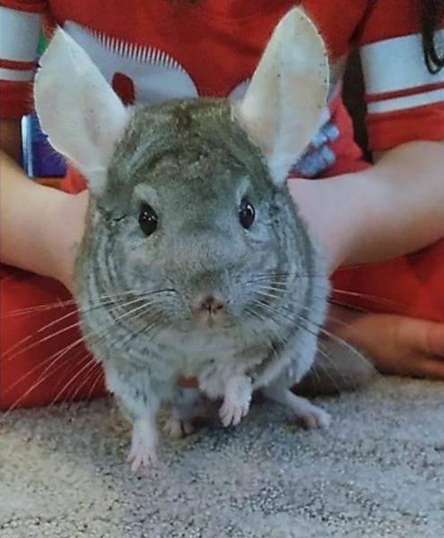 Female Chinchilla with multilevel cage