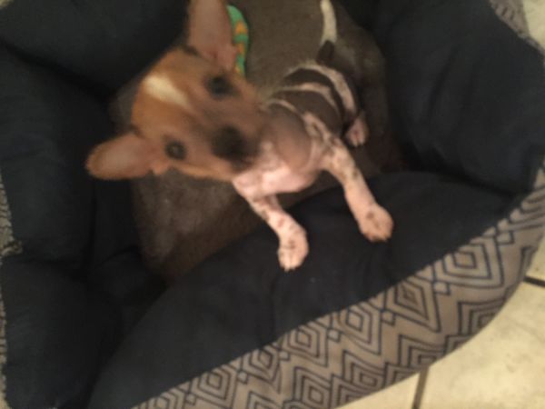 Chinese crested hairless