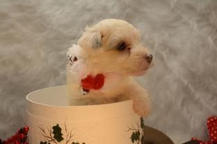 Chinese crested puppy