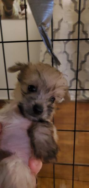 Chinese Crested puppy