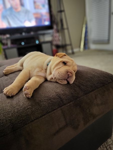 9 week old sharpei puppy