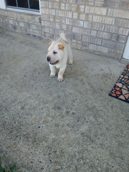 Needing forever homes